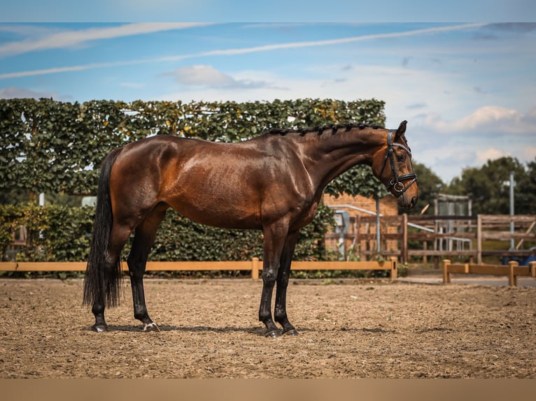 Hanoverian Mare 4 years 16,1 hh Bay-Dark in Goch