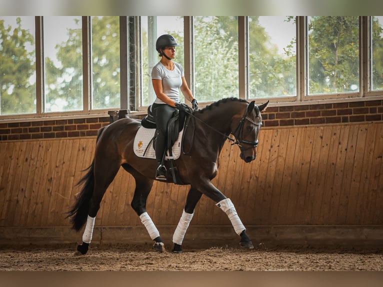 Hanoverian Mare 4 years 16,1 hh Bay-Dark in Goch