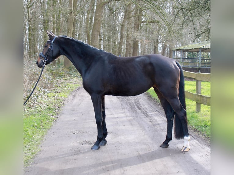 Hanoverian Mare 4 years 16,1 hh Bay-Dark in Kevelaer