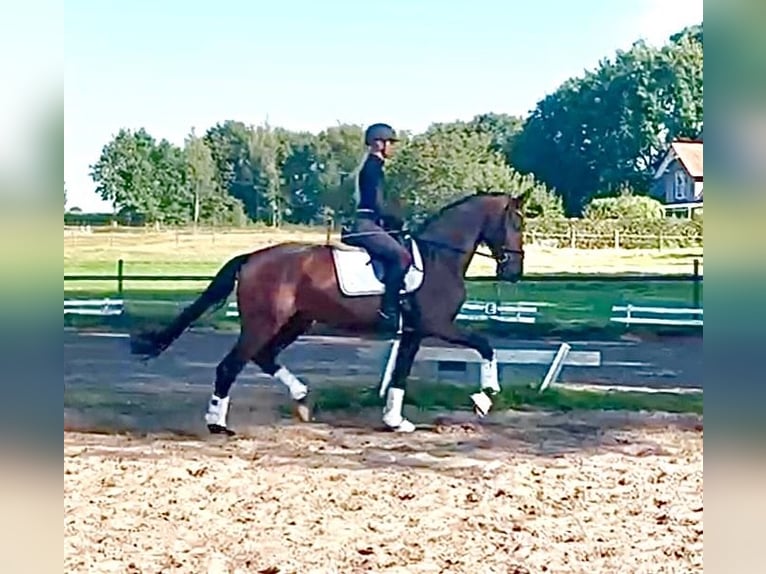 Hanoverian Mare 4 years 16,1 hh Bay-Dark in Kirchlinteln