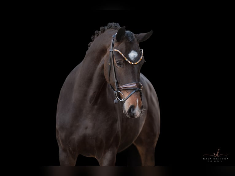 Hanoverian Mare 4 years 16,1 hh Bay-Dark in Wehringen