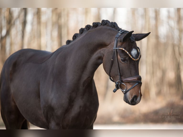 Hanoverian Mare 4 years 16,1 hh Bay-Dark in Wehringen