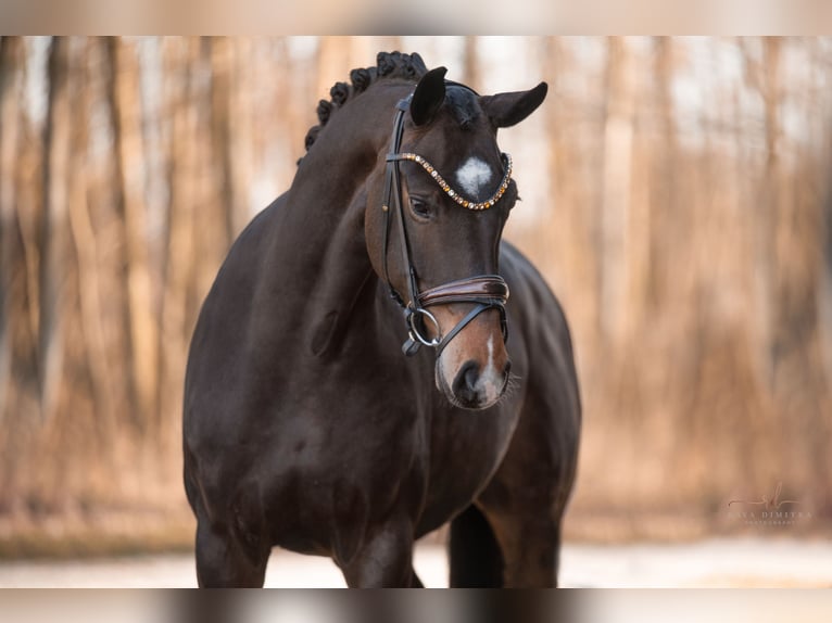 Hanoverian Mare 4 years 16,1 hh Bay-Dark in Wehringen