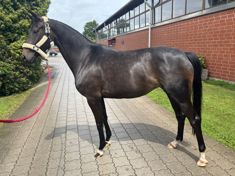 Hanoverian Mare 4 years 16.1 hh Bay-Dark in Lilienthal