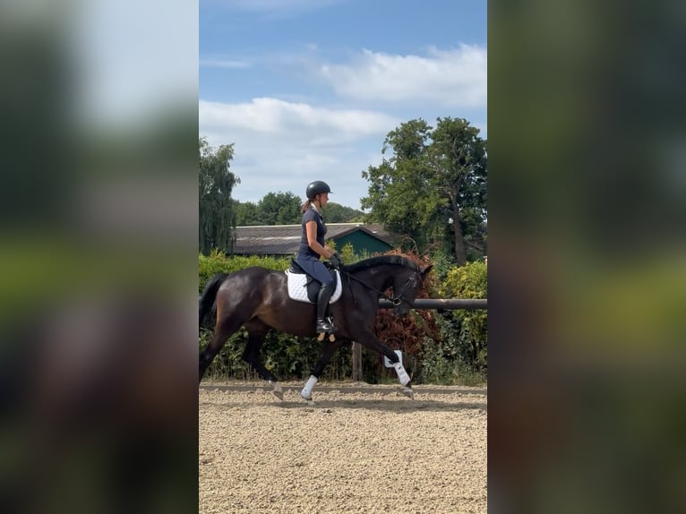 Hanoverian Mare 4 years 16.1 hh Bay-Dark in Lilienthal