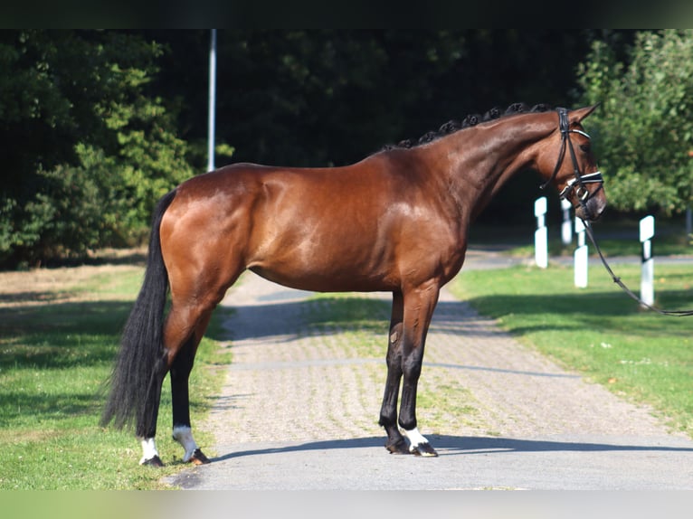 Hanoverian Mare 4 years 16,1 hh Bay-Dark in Deinstedt