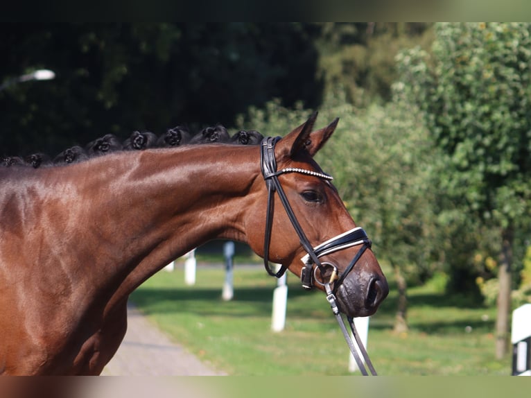 Hanoverian Mare 4 years 16,1 hh Bay-Dark in Deinstedt