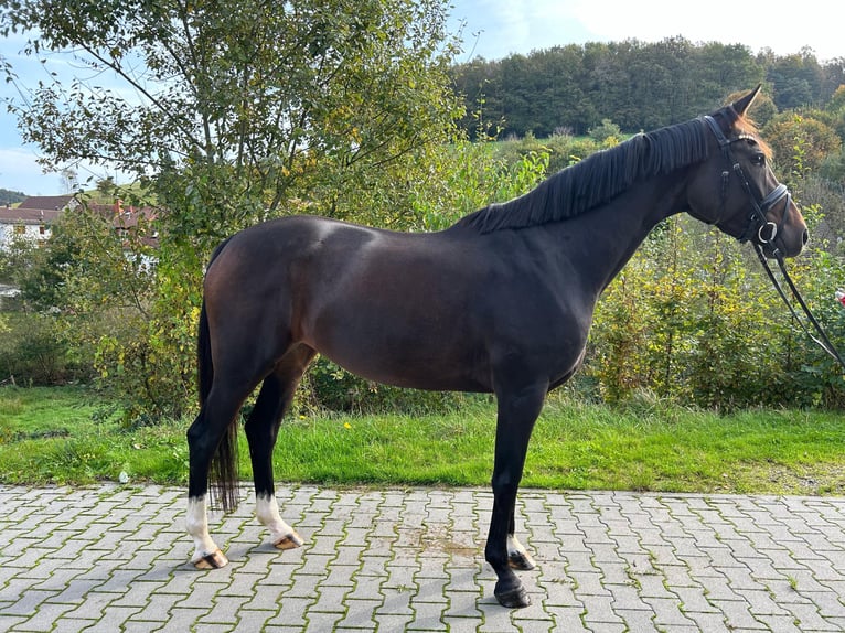 Hanoverian Mare 4 years 16,1 hh Bay-Dark in Mossautal