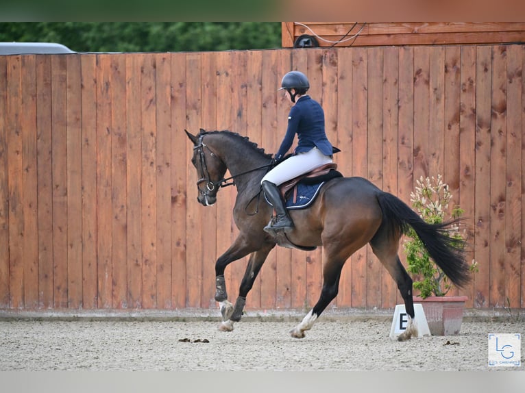 Hanoverian Mare 4 years 16,1 hh Bay-Dark in Le Mans