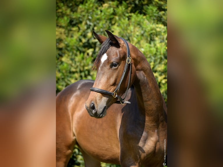 Hanoverian Mare 4 years 16,1 hh Bay-Dark in Le Mans