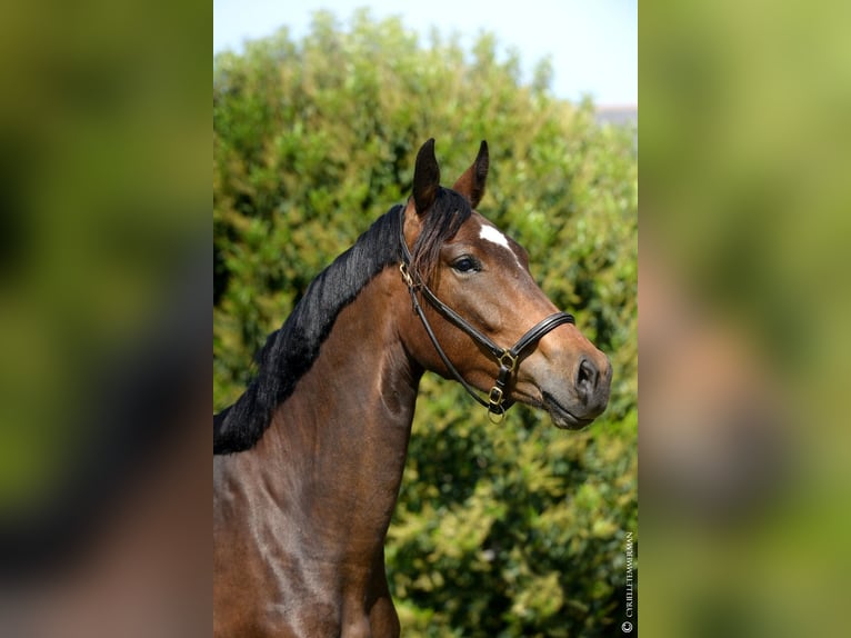 Hanoverian Mare 4 years 16,1 hh Bay-Dark in Le Mans