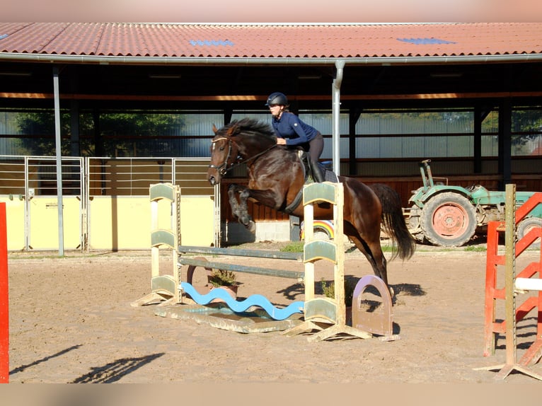 Hanoverian Mare 4 years 16,1 hh Bay-Dark in Blender