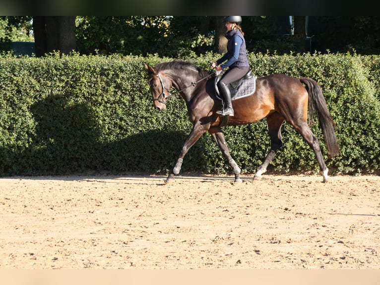 Hanoverian Mare 4 years 16,1 hh Bay-Dark in Blender