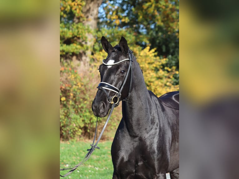 Hanoverian Mare 4 years 16,1 hh Black in Deinstedt