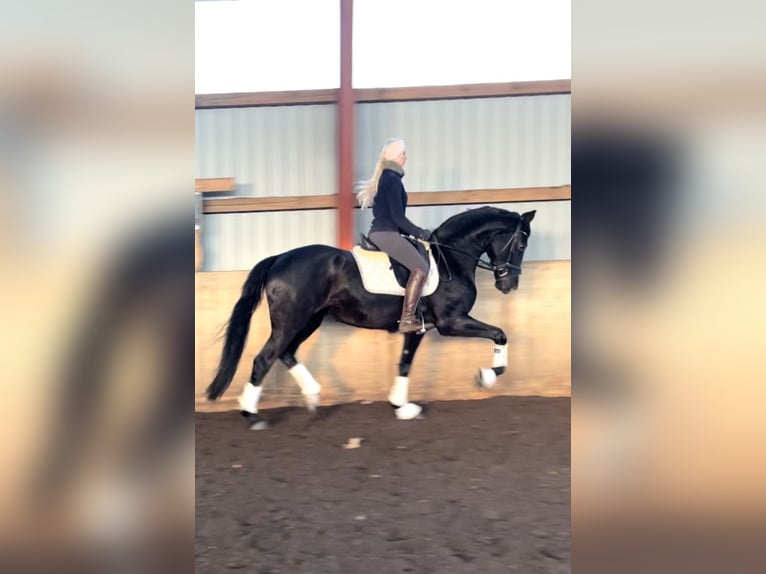 Hanoverian Mare 4 years 16,1 hh Black in Kirchlinteln