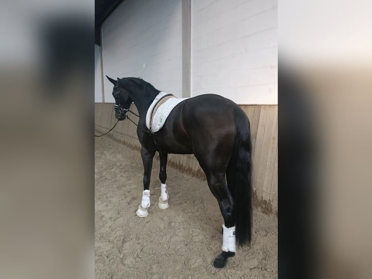 Hanoverian Mare 4 years 16,1 hh Black in Barenburg