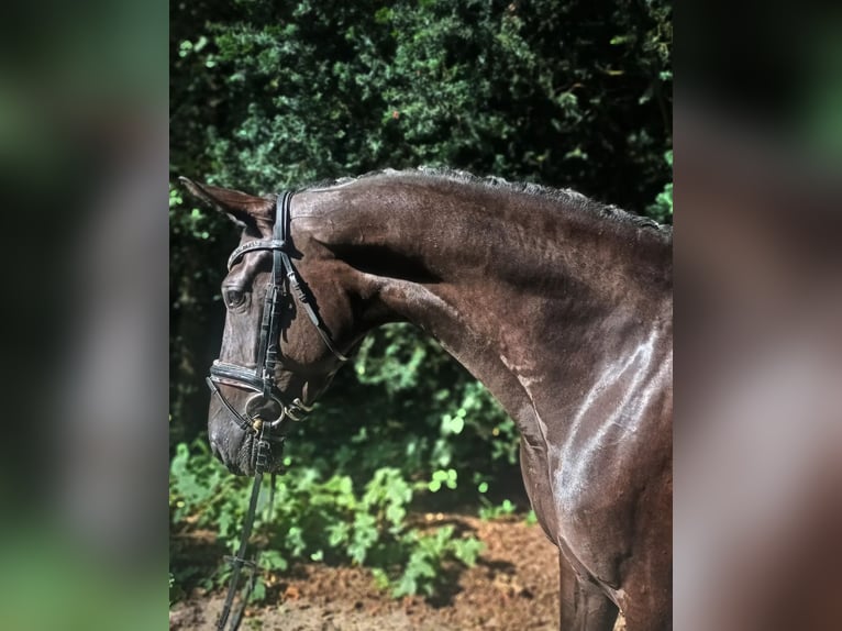 Hanoverian Mare 4 years 16,1 hh Black in Barenburg