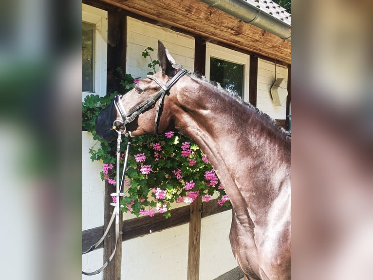 Hanoverian Mare 4 years 16,1 hh Black in Barenburg