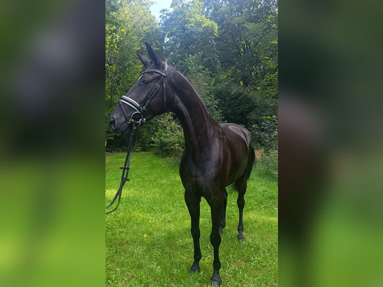 Hanoverian Mare 4 years 16,1 hh Black in Barenburg