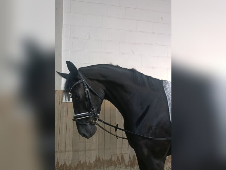 Hanoverian Mare 4 years 16,1 hh Black in Barenburg