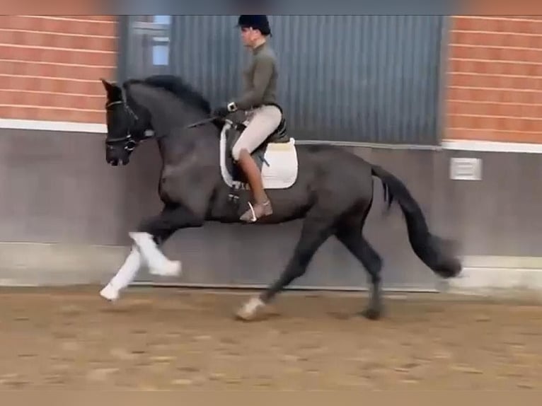 Hanoverian Mare 4 years 16,1 hh Black in Bawinkel