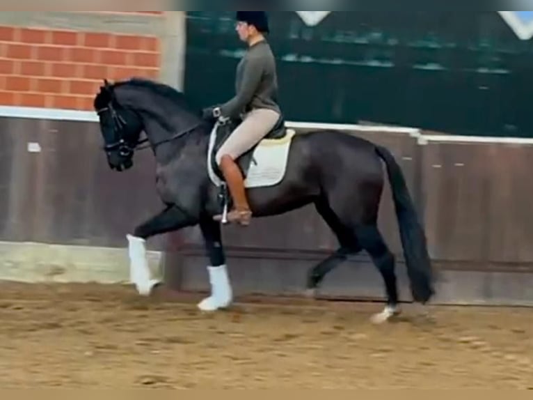 Hanoverian Mare 4 years 16,1 hh Black in Bawinkel