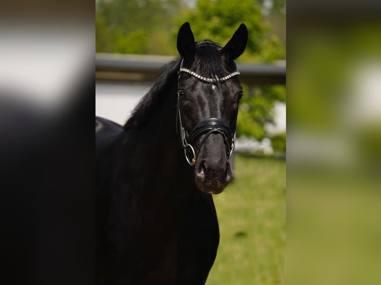 Hanoverian Mare 4 years 16,1 hh Black in Duisburg