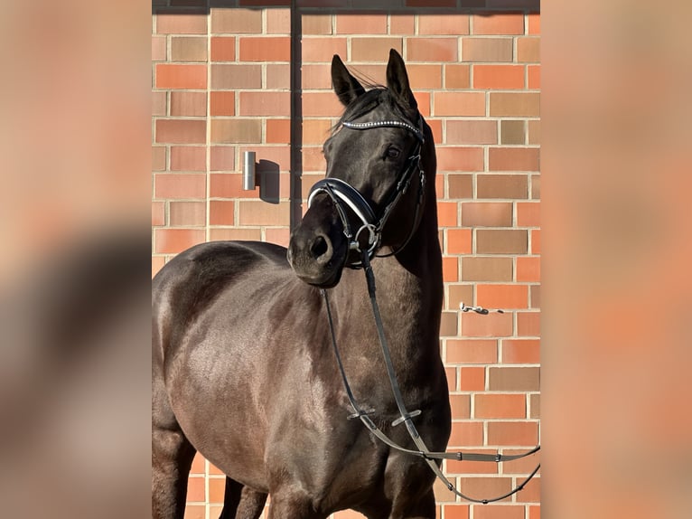 Hanoverian Mare 4 years 16,1 hh Black in Handrup