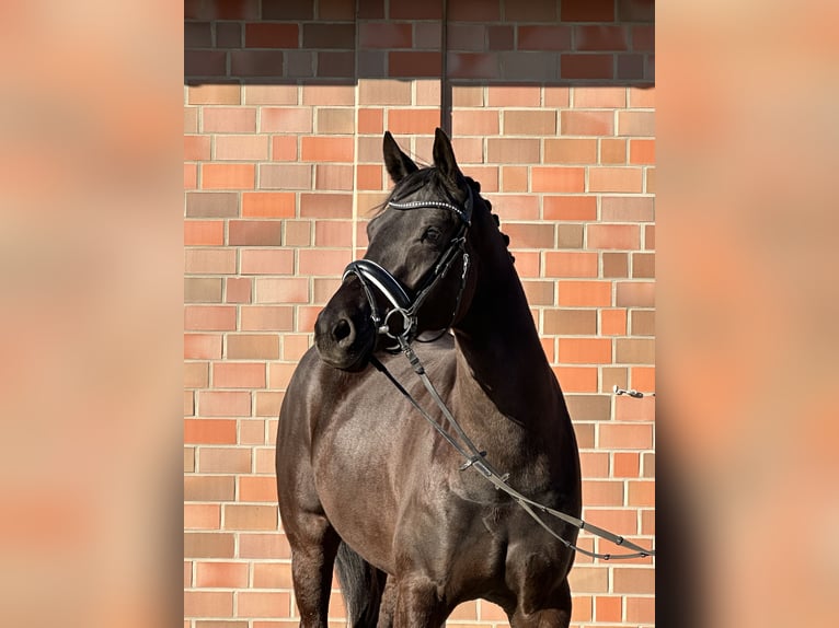 Hanoverian Mare 4 years 16,1 hh Black in Handrup