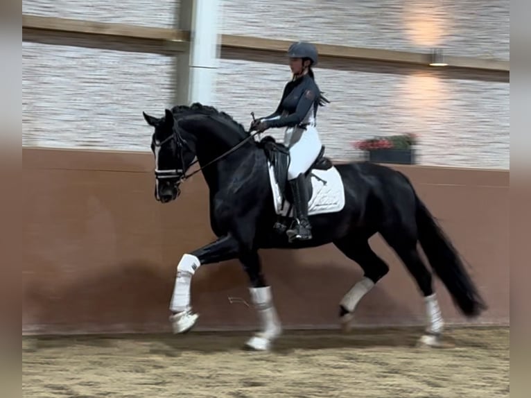 Hanoverian Mare 4 years 16,1 hh Black in Wehringen