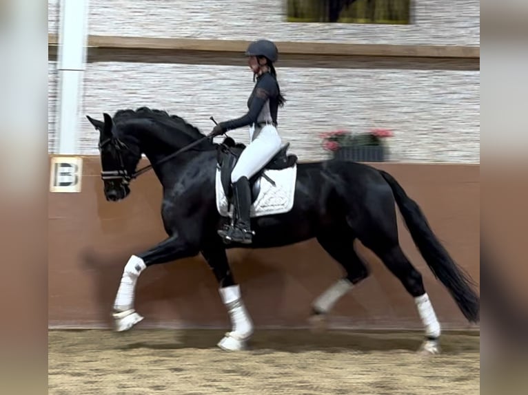 Hanoverian Mare 4 years 16,1 hh Black in Wehringen