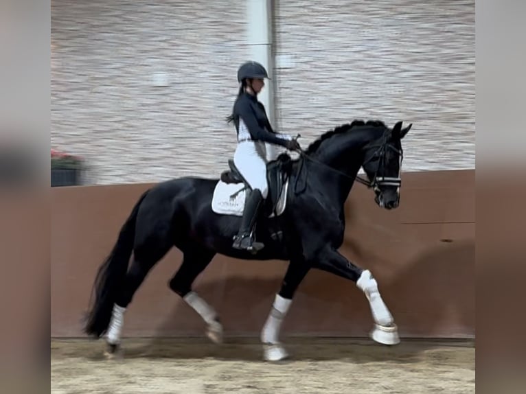 Hanoverian Mare 4 years 16,1 hh Black in Wehringen