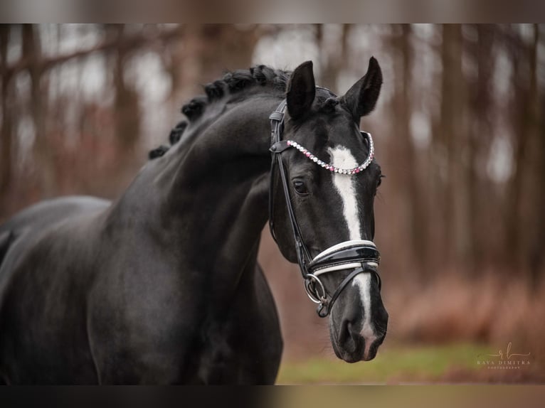 Hanoverian Mare 4 years 16,1 hh Black in Wehringen