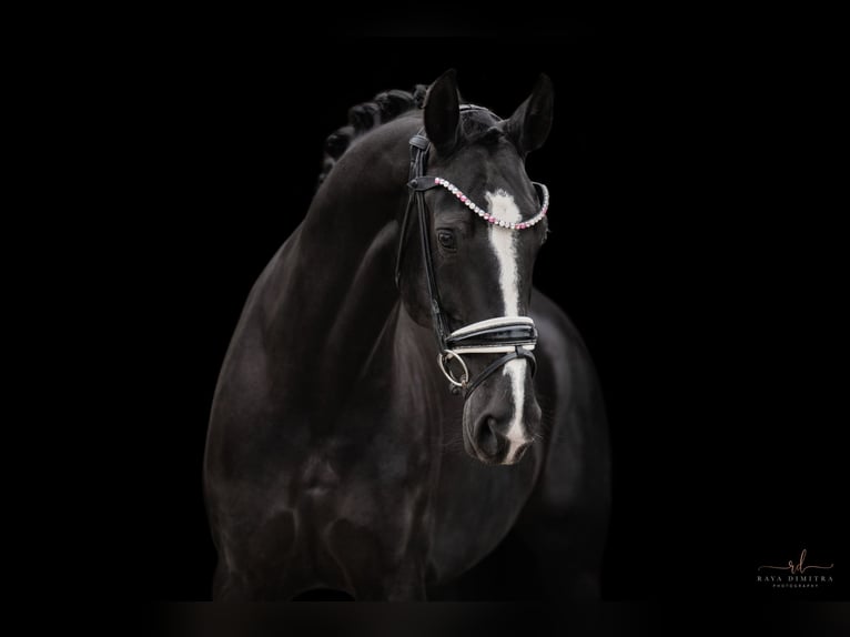 Hanoverian Mare 4 years 16,1 hh Black in Wehringen