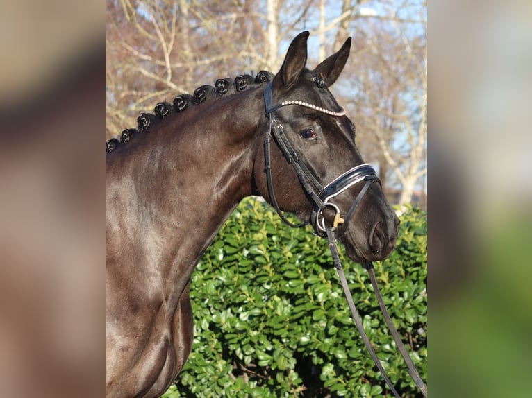 Hanoverian Mare 4 years 16.1 hh Black in Selsingen