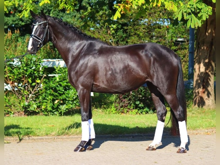 Hanoverian Mare 4 years 16,1 hh Black in Selsingen