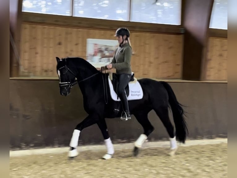 Hanoverian Mare 4 years 16,1 hh Black in Wolnzach