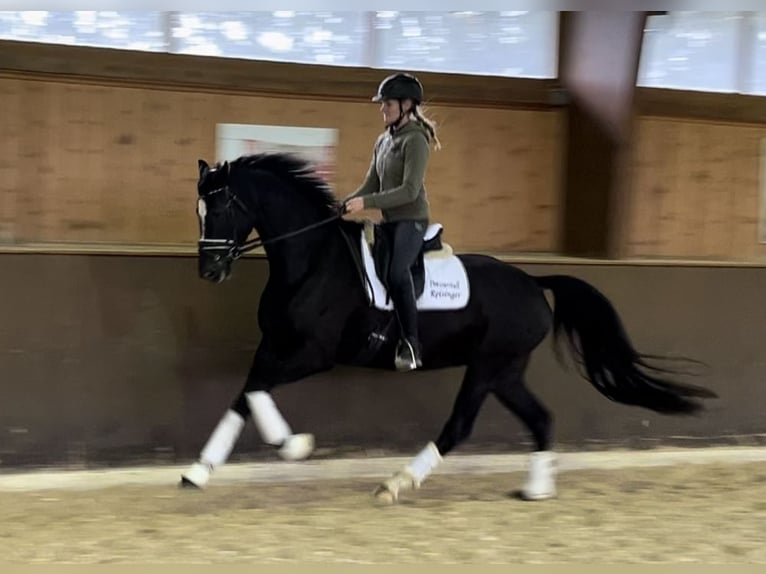 Hanoverian Mare 4 years 16,1 hh Black in Wolnzach