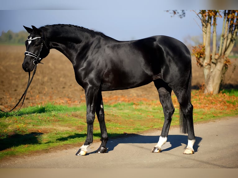 Hanoverian Mare 4 years 16,1 hh Black in Cegléd