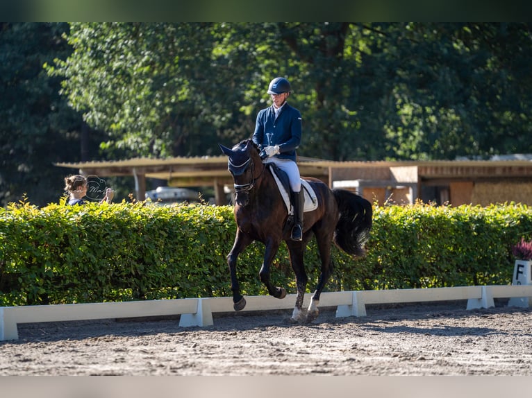 Hanoverian, Mare, 4 years, 16.1 hh, Black