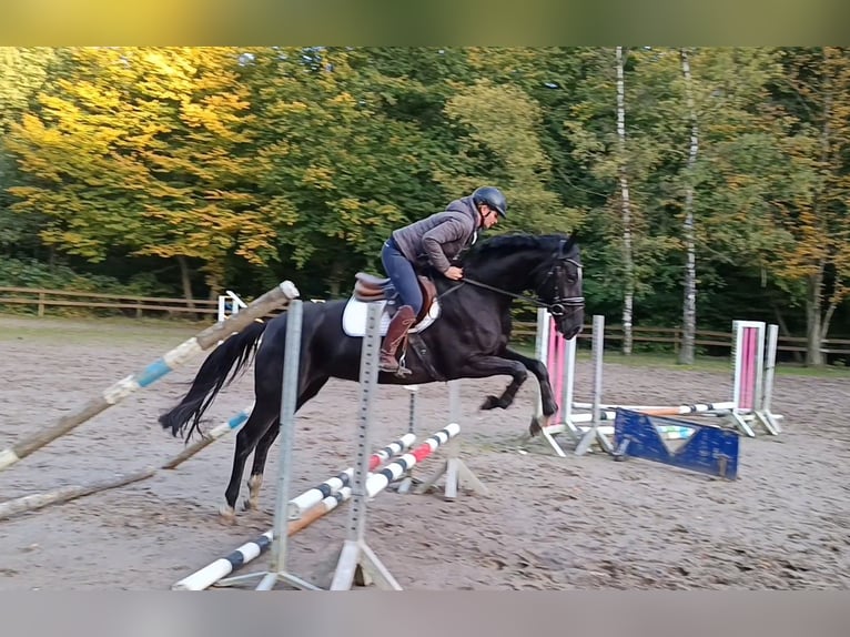 Hanoverian Mare 4 years 16,1 hh Black in Braunschweig