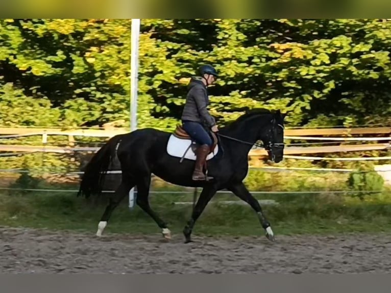 Hanoverian Mare 4 years 16,1 hh Black in Braunschweig