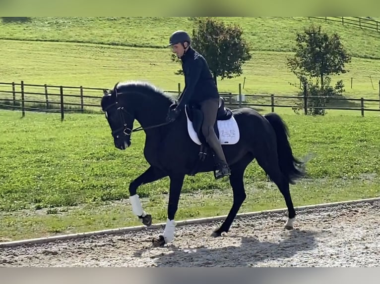 Hanoverian Mare 4 years 16,1 hh Black in Wollerau