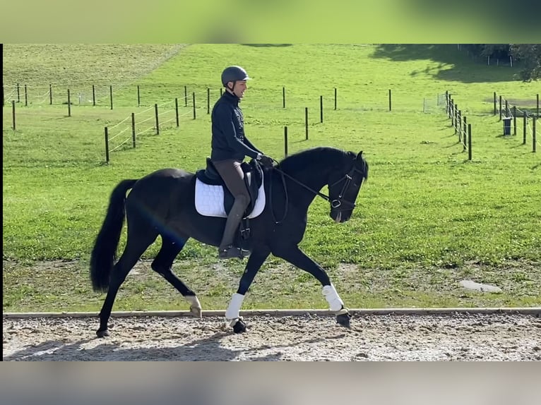 Hanoverian Mare 4 years 16,1 hh Black in Wollerau