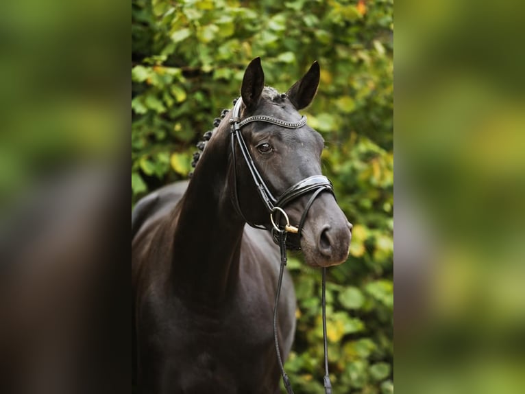 Hanoverian Mare 4 years 16,1 hh Black in Landesbergen