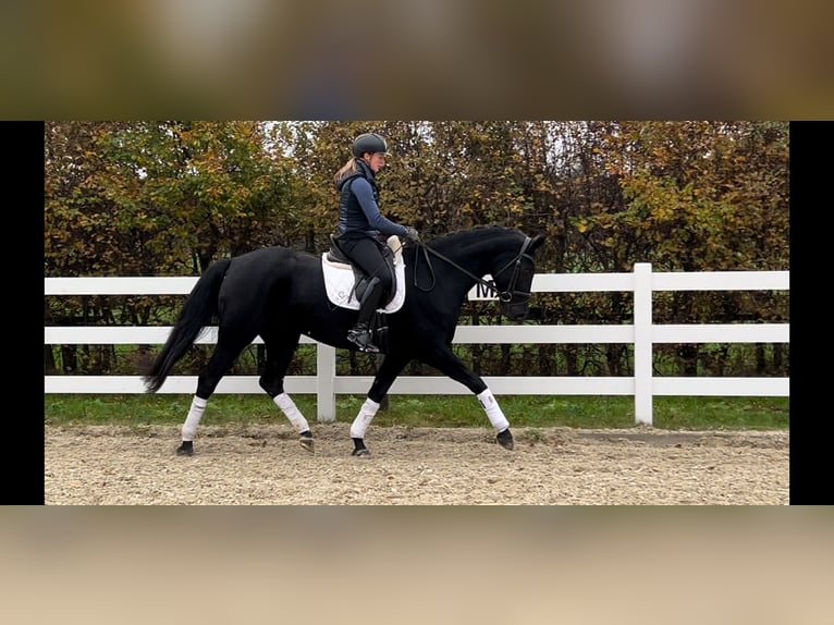 Hanoverian Mare 4 years 16,1 hh Black in Landesbergen