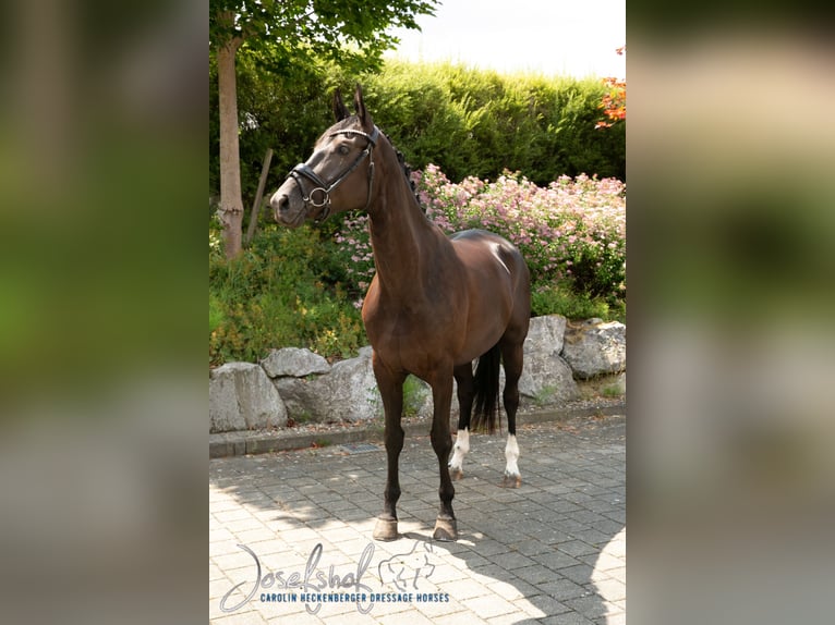 Hanoverian Mare 4 years 16.1 hh Black in Mühlhausen