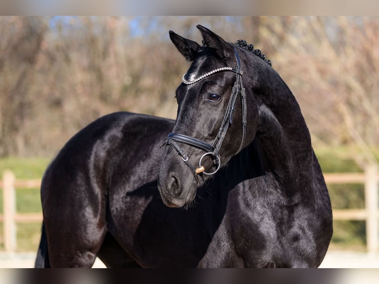 Hanoverian Mare 4 years 16,1 hh Black in Riedstadt