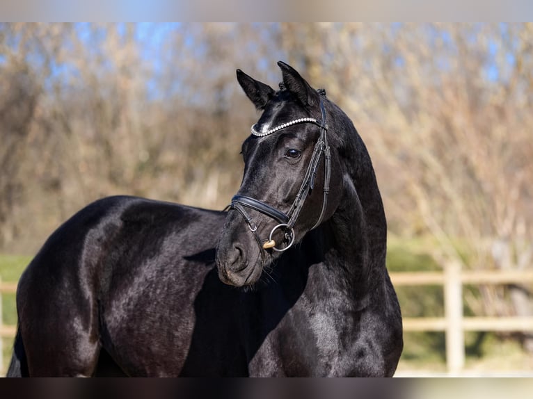 Hanoverian Mare 4 years 16,1 hh Black in Riedstadt