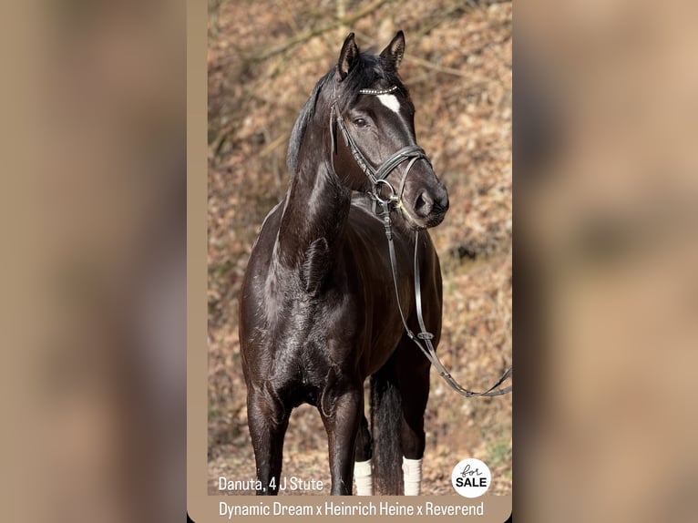 Hanoverian Mare 4 years 16.1 hh Black in Schenklengsfeld